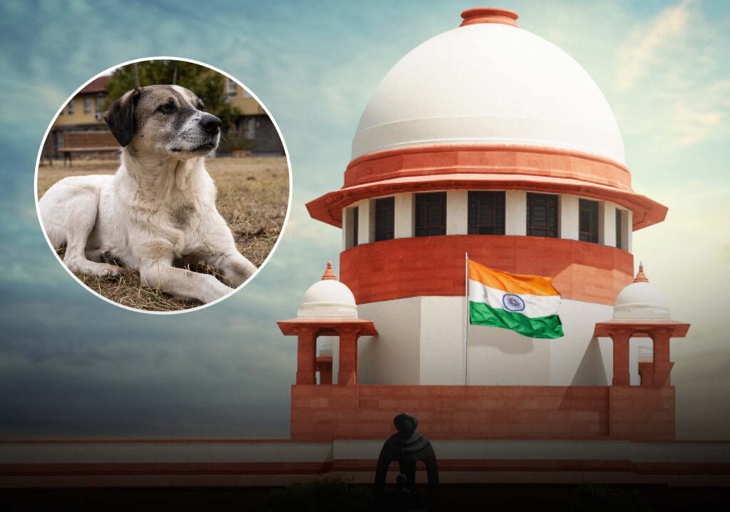sc सुप्रीम कोर्ट स्ट्रे डॉग ऑर्डर संशोधित