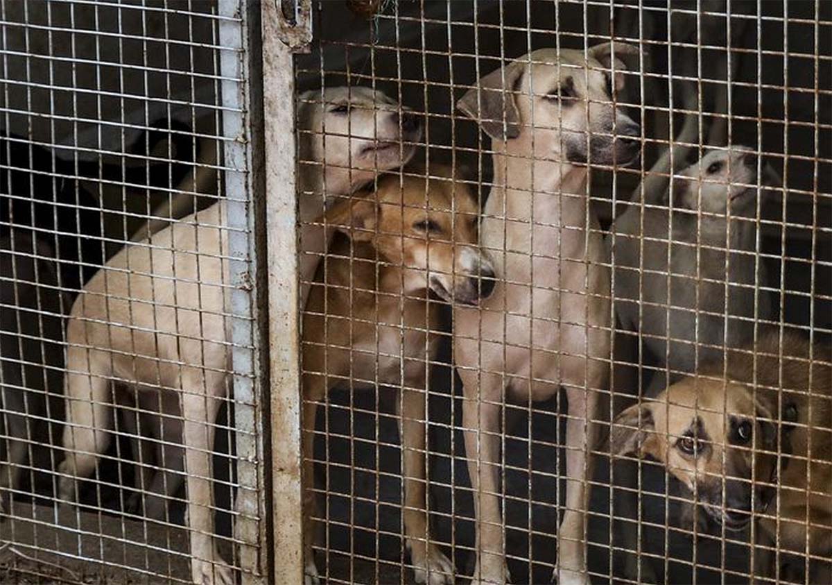 extras new Recovered 29 दो बार मनुष्यों पर हमला करने के लिए आवारा कुत्ते जीवन कारावास का आदेश